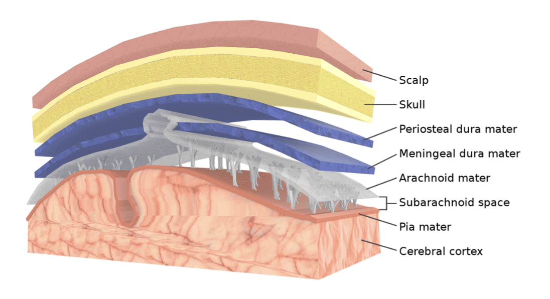 <p>3 layers of membranes that cover the brain and SC</p><ul><li><p>PAD the brain: Pia mater, Arachnoid mater, Dura mater</p></li></ul><p></p>