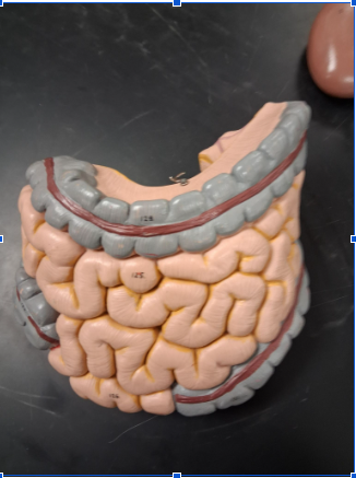 <p>Transverse Colon</p>