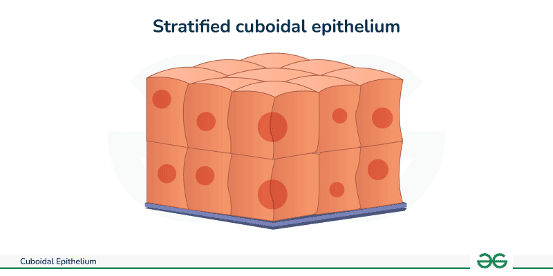 <p>What is stratified cuboidal epithelium</p>