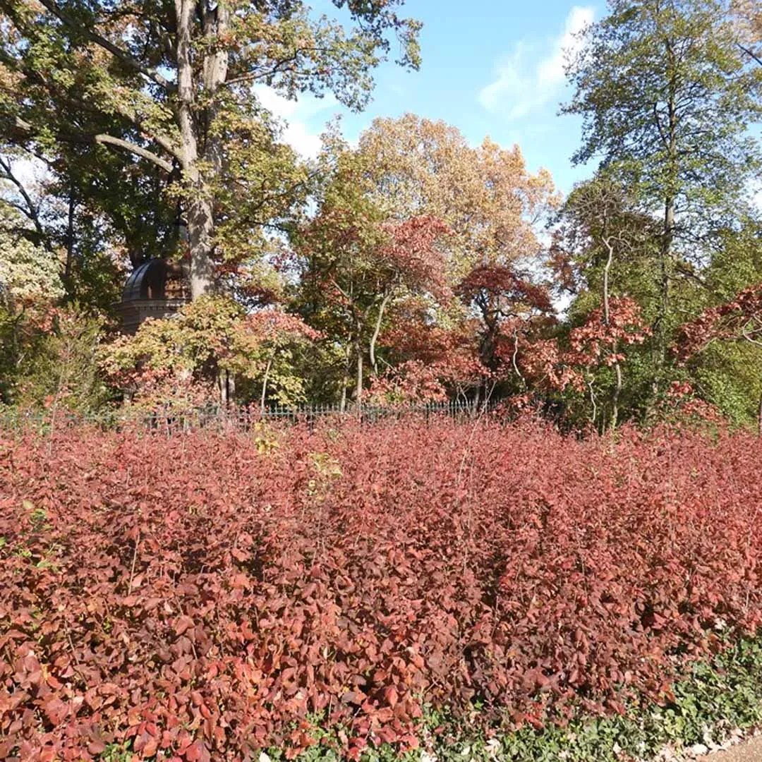 <p>Fragrant Sumac</p>