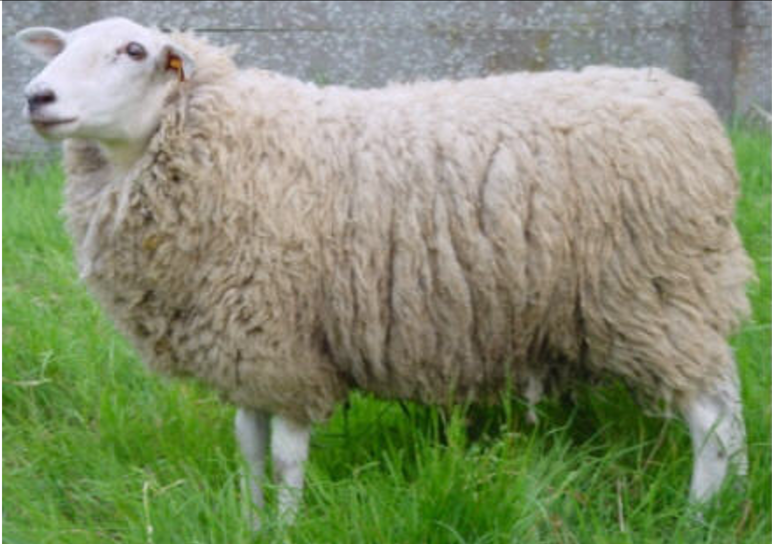 <p>benoem het schappenras op de afbeelding</p>