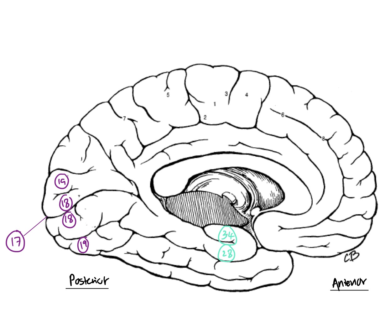 <p>What structure is associated with Brodmann’s #28? What lobe is this in?</p>