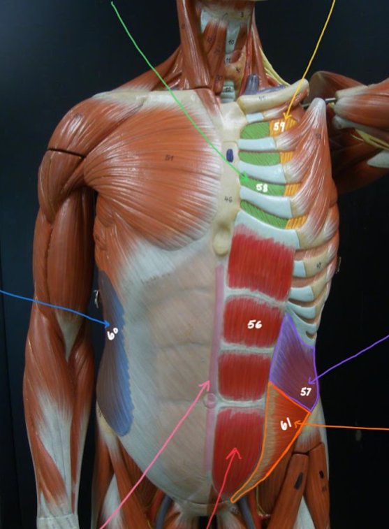 <p>Name the structure outlined in ORANGE / 61</p>