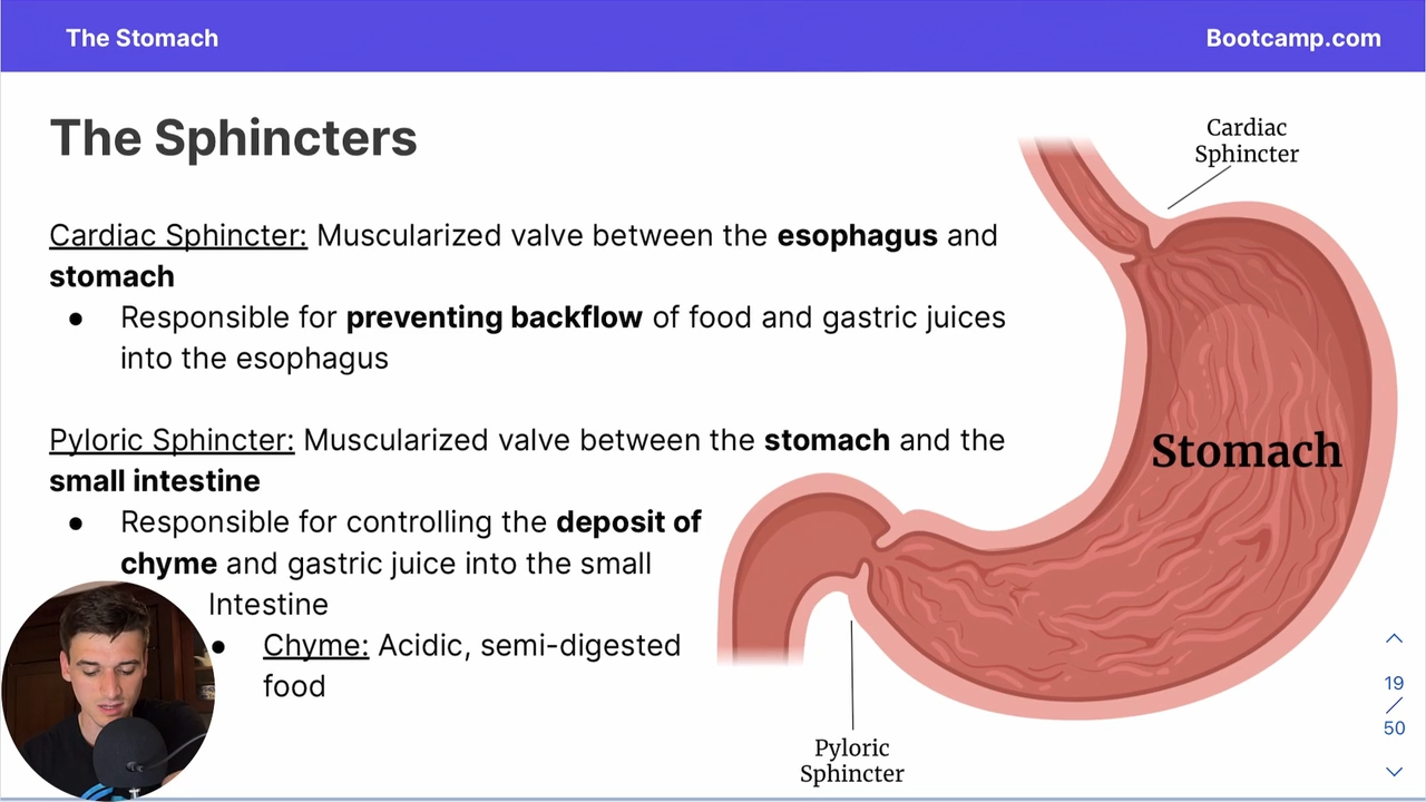 <p>a muscularized valve between the stomach and the small intestine </p>