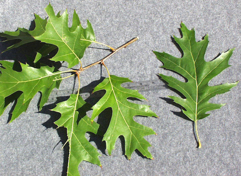 <p>scientific name</p>