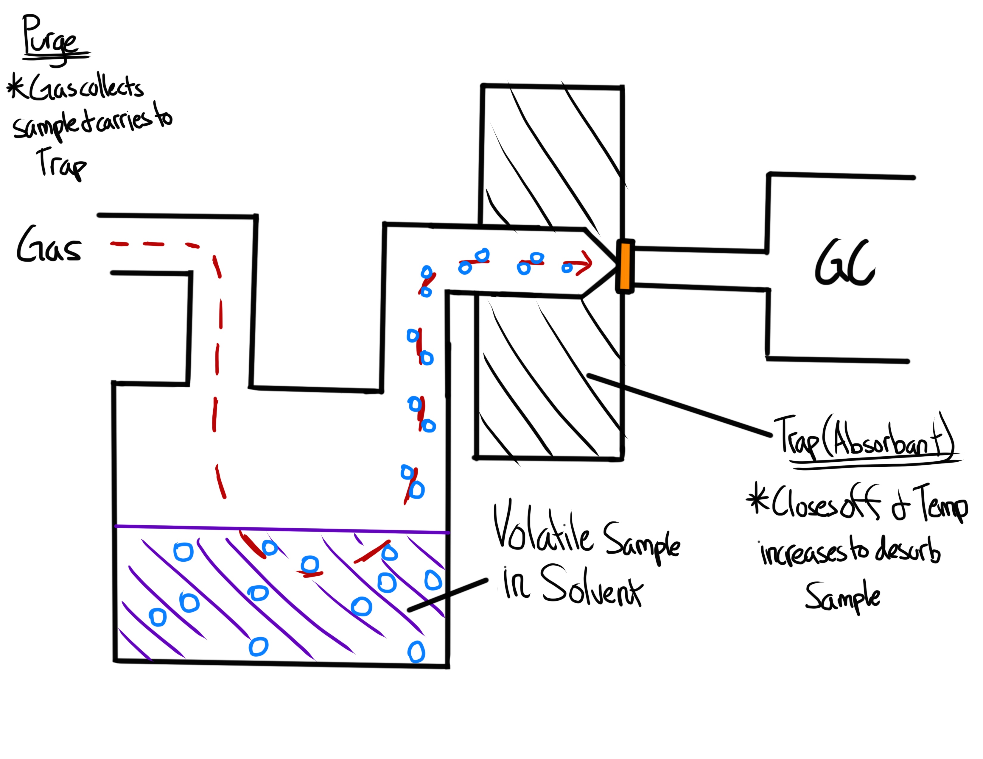 <ul><li><p>A sample is mixed with a purge gas and is purged at a specific temp.</p></li><li><p>The sample is carried by the purge gas and into a trapping material</p></li><li><p>After enough sample is collected, the trap is heated and the sample is desorbed and swept to the column by the carrier gas</p></li></ul><p></p>