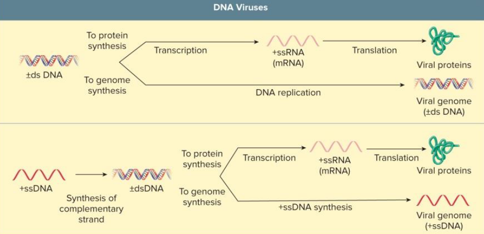 <ul><li><p>in nucleus</p></li><li><p>host cell separates and carries own DNA polymerase</p></li><li><p>recall (-) DNA strand is the template for mRNA</p></li><li><p>ssDNA → 2nd strand must be synthesized</p></li></ul><p></p>