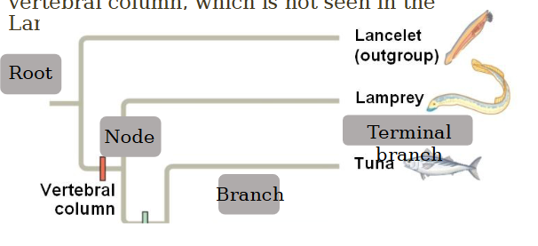 <p>first shared <strong><u>derived characteristic</u></strong></p>