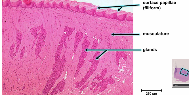 knowt flashcard image
