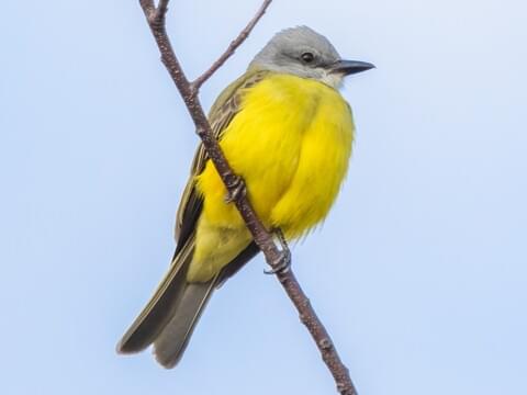 <p>What bird is this?</p>