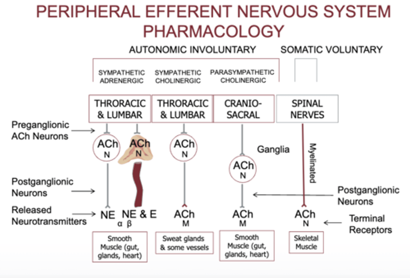 <p>peripheral efferent nervous system pharmacology</p><p>1. SYMPATHETIC ADRENERGIC SYSTEM (most organs)</p><p>Preganglionic neuron</p><p>Comes from thoracic &amp; lumbar spine (T1–L2)</p><p>Releases ACh</p><p>Receptor on ganglion = Nicotinic (N) → ion channel</p><p>Postganglionic neuron</p><p>Releases NE (norepinephrine) or E (epinephrine)</p><p>Target organ receptors</p><p>α or β adrenergic receptors (all are GPCRs)</p><p>What it controls</p><p>Smooth muscle</p><p>Cardiac muscle</p><p>Glands</p><p>Blood vessels</p><p>2. SYMPATHETIC CHOLINERGIC SYSTEM (sweat glands)</p><p>This is the exception to the “sympathetic uses NE” rule.</p><p>Preganglionic</p><p>ACh → Nicotinic</p><p>Postganglionic</p><p>Also releases ACh (instead of NE)</p><p>Target organ receptors</p><p>Muscarinic (M) receptors</p><p>What it controls</p><p>Sweat glands (eccrine)</p><p>Some blood vessels in skeletal muscle</p><p>3. PARASYMPATHETIC SYSTEM</p><p>Preganglionic neuron</p><p>From cranial nerves + sacral spine (S2–S4)</p><p>Releases ACh → Nicotinic (N)</p><p>Postganglionic neuron</p><p>Releases ACh again</p><p>Target organ receptors</p><p>Muscarinic receptors (M)</p><p>Controls</p><p>Smooth muscle (gut, airways, bladder)</p><p>Glands (saliva, tears, mucus)</p><p>Heart (slows HR)</p><p>4. SOMATIC SYSTEM (voluntary movement)</p><p>No ganglia — one long motor neuron.</p><p>Neuron releases</p><p>ACh</p><p>Target receptor</p><p>Nicotinic muscle receptor (Nm) → ion channel</p><p>Controls</p><p>Skeletal muscles</p>