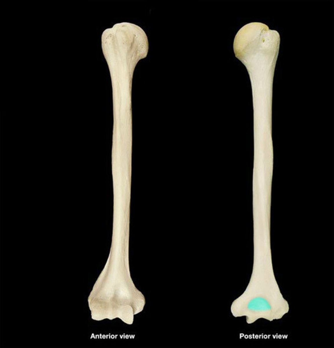 <p>forms the pointed portion of the elbow.</p>