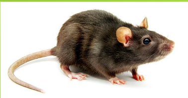 <p>What pest is this?</p>