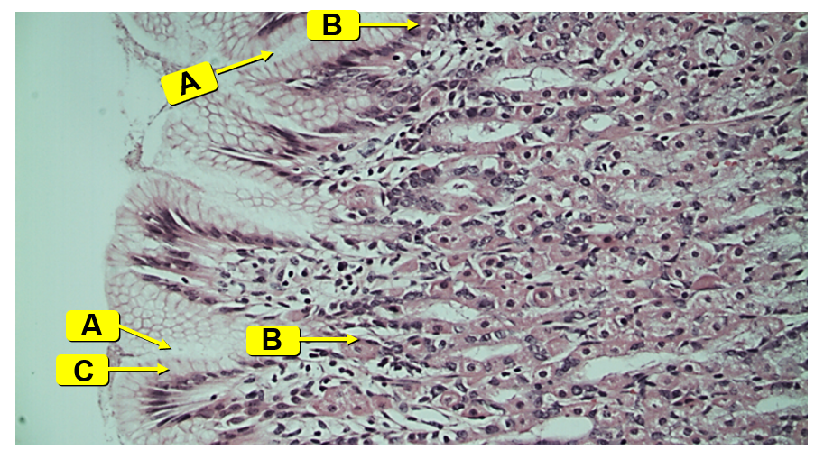 <p>Identify the image along with the labeled structures</p>