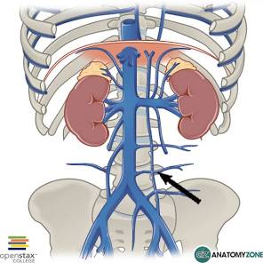 <p>Identify the structure indicated by the arrow</p>