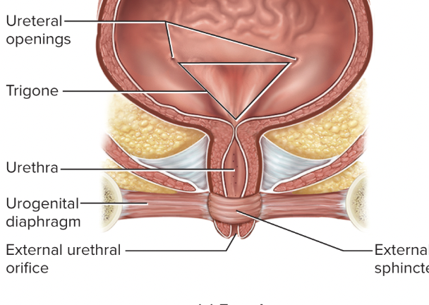 <p>The triangle that forms from the two ureteral openings in the bladder and the urethra</p>