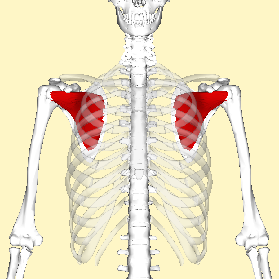 <p>front side of scapula</p>