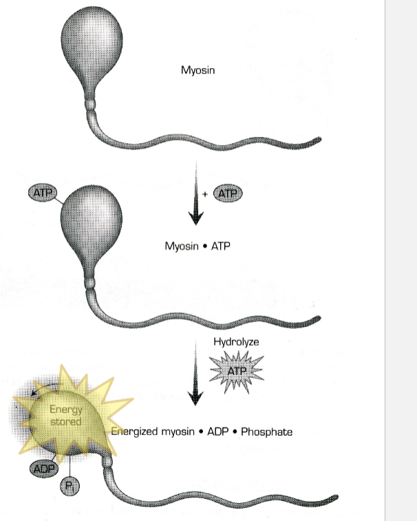 <p>Myosin ATPase sequence</p>