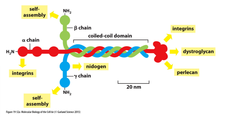 <ul><li><p>Glycoprotein</p></li><li><p>Composed of 3 large and long polypeptide chains (alpha, beta, and gamma) held together by disulfide bonds</p></li></ul><p></p>