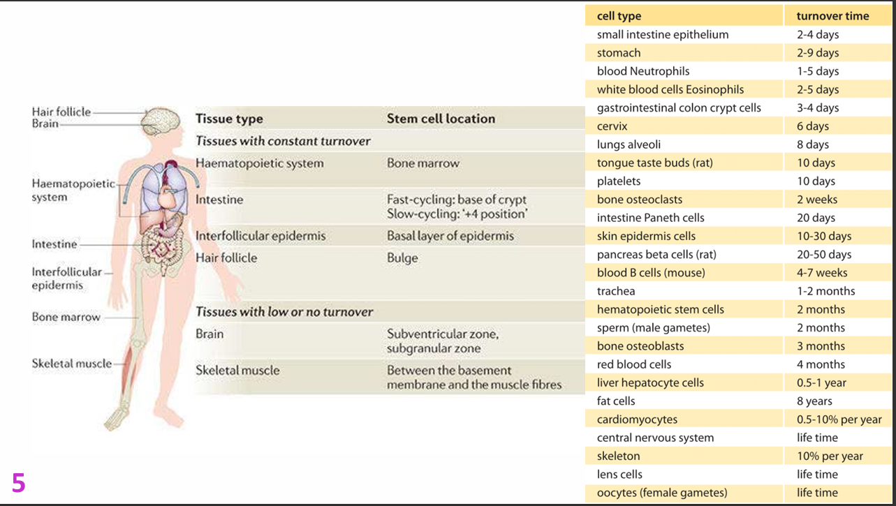<p>Haematopoietic system:</p><p>- Bone marrow (fastest regenerating organ)</p><p>.</p><p>Intestine:</p><p>- Fast-cycling base of crypt</p><p>- Slow-cycling "+4 position"</p><p>.</p><p>Interfollicular epidermis:</p><p>- Basal layer of epidermis</p><p>.</p><p>Hair follicle:</p><p>- Bulge</p>