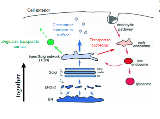 <ul><li><p>starts at PM and recycles transmembrane and soluble proteins back to surface OR delivers transmembrane and soluble proteins to lysosomes</p></li><li><p>all cargo proteins move from the ER through Golgi together</p></li></ul><p></p>