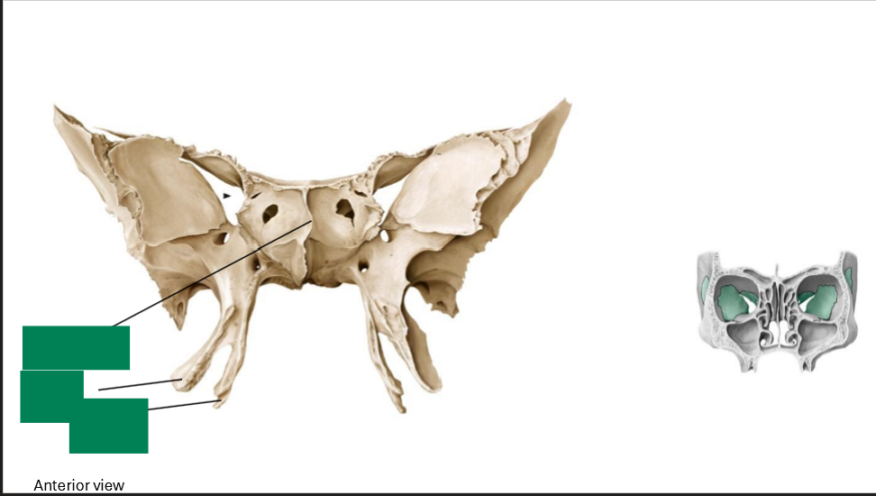<p>Label this diagram of the sphenoid</p>