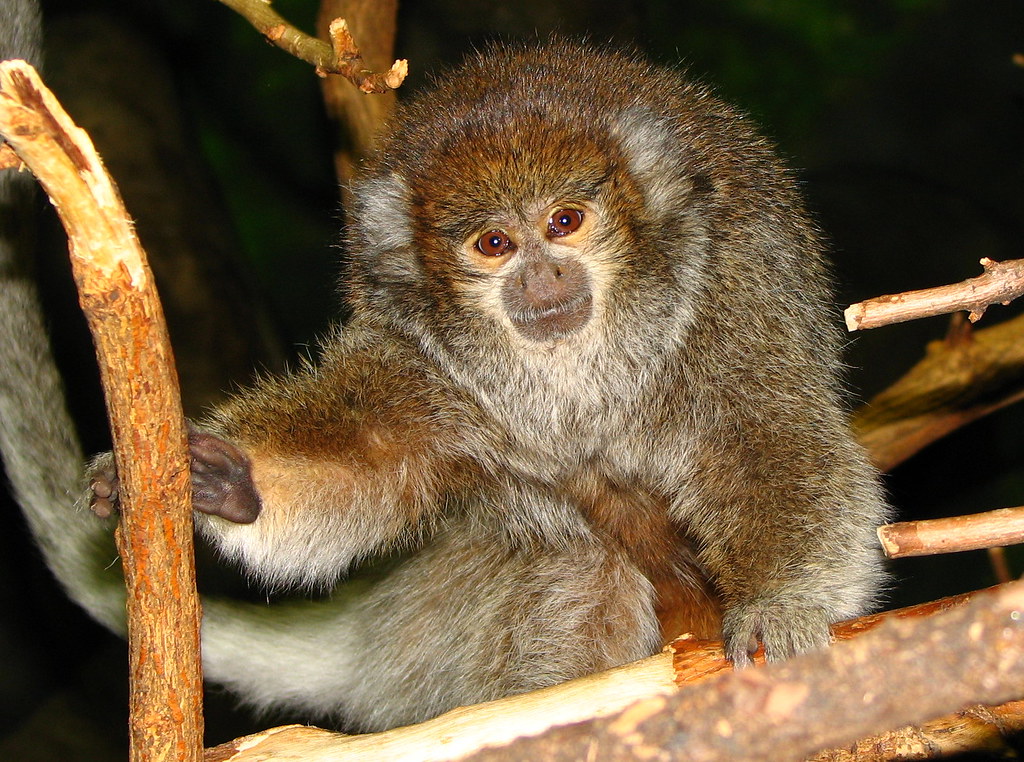 <p>Bolivian Gray Titi</p>