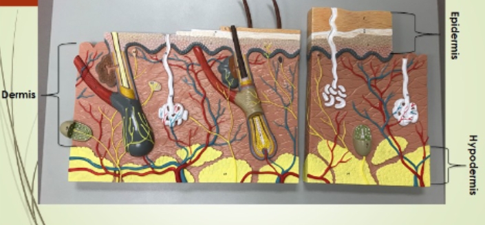 <p>epidermis, hypodermis, dermis</p>