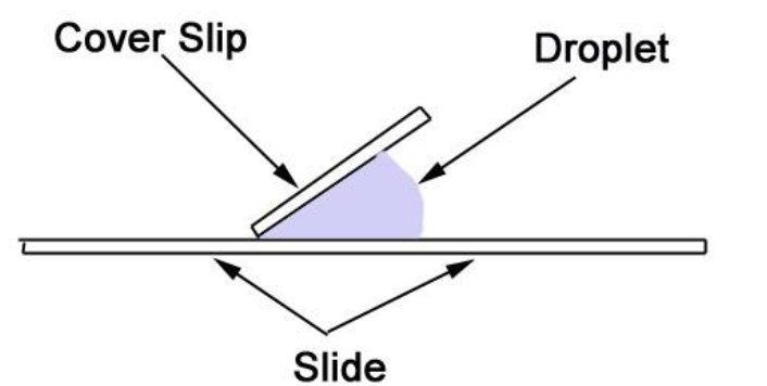<p>- cut <strong><u>thin section of a stem</u></strong> using<strong><u> sharp knife/</u></strong>scalpel<br><br>-<strong><u> add stain</u></strong>/ dye to it<br><br>- place the thin section <strong><u>on slide and under a coverslip</u></strong><br><br>- draw the structure under low power plan</p>