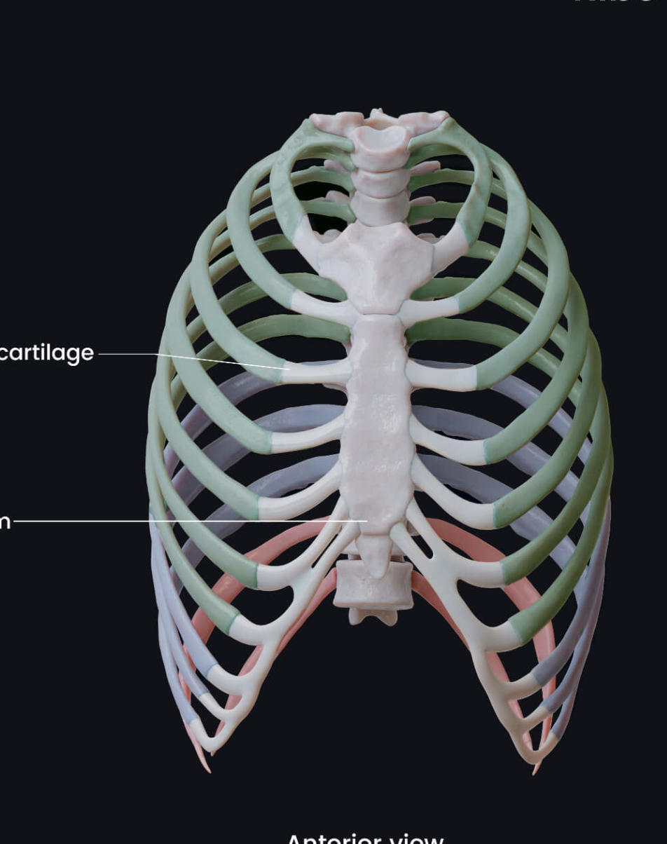 <p>What color are the true ribs </p>