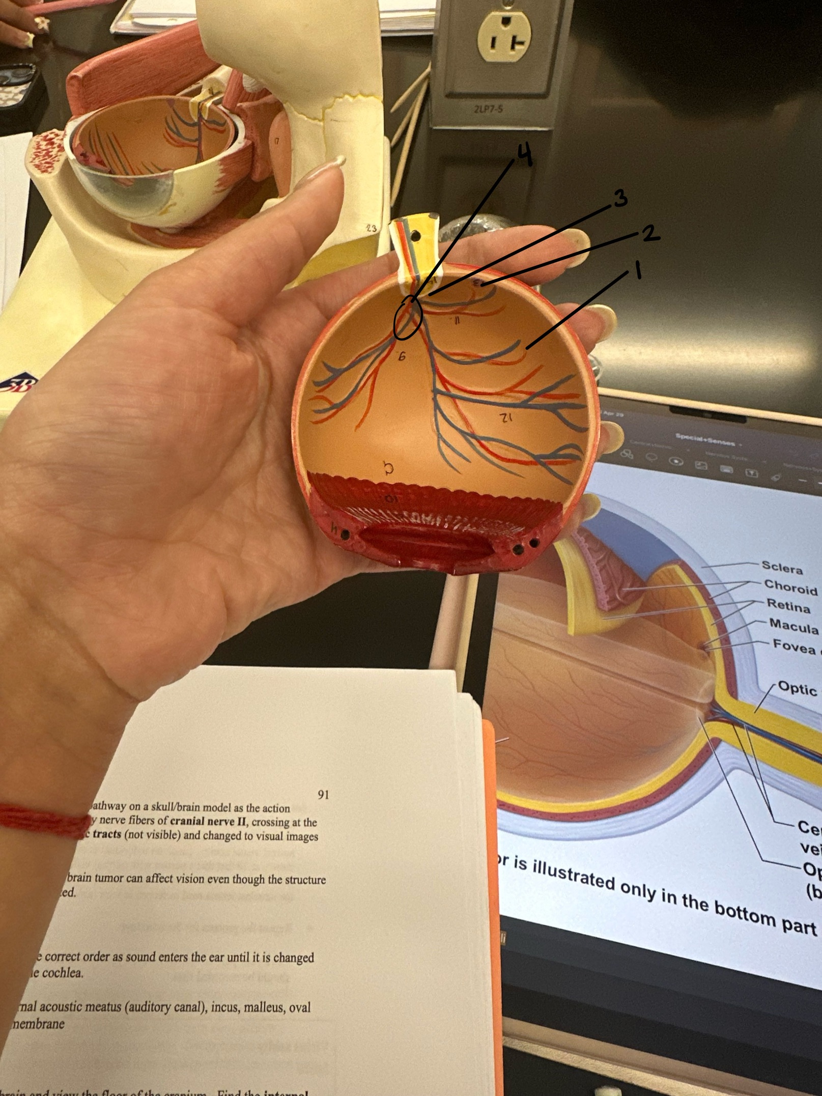 <p>this makes up the inner layer</p>