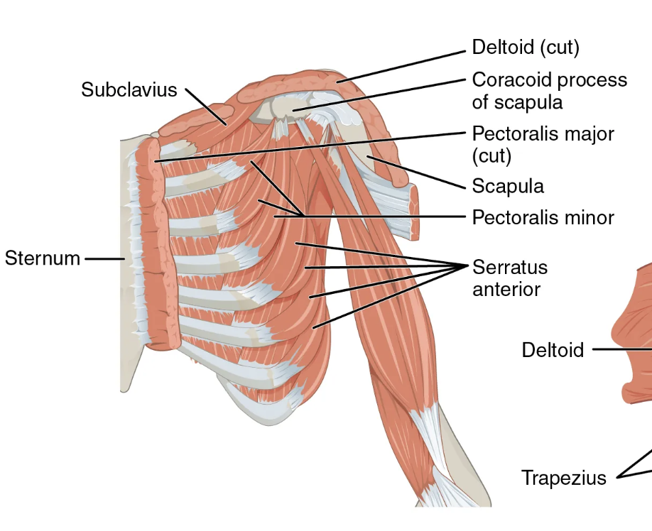 <p>Deltoid muscle (10)</p><p>Origin: acromion process and spine of scapula; clavicle</p><p>Insertion: clavicle, acromion and spine of scapula</p><p>Action: abduction, flexion, extension, medial (internal) and lateral (external) rotation of the arm at the shoulder joint</p>