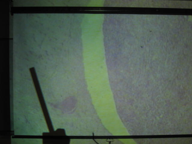 <p>Identify?</p><p>Lab Image 6-10</p>