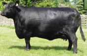 <p>welk type koe is dit</p>