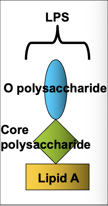 <ul><li><p>O polysaccharide </p></li><li><p>common core polysaccharide </p></li><li><p>Lipid A</p></li></ul><p></p>