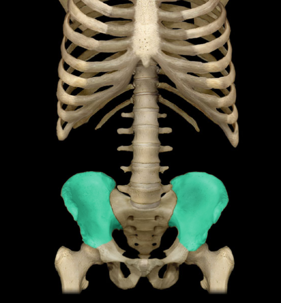 <p>What is the name of this bone?</p>