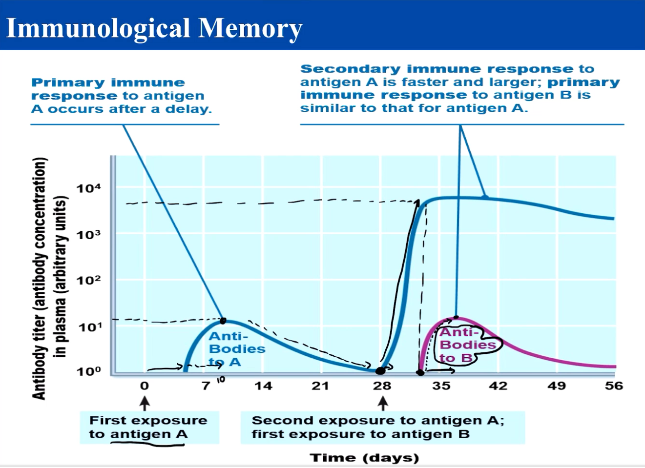 <p>With no knowledge of infection, it can take seven days to form antibodies, and 10 days to reach the peak amount.</p><p>With memory, antibodies are produced instantly, only take 5 days to peak, and produce exponentially more antibodies to fight the infection.</p><p></p>