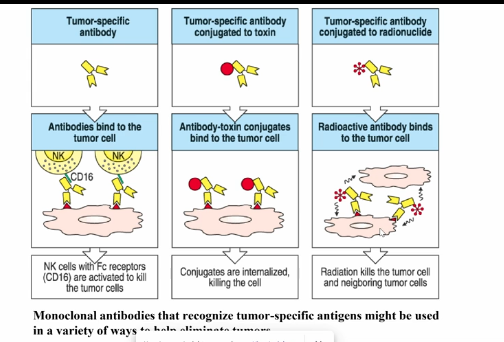 <ul><li><p>immune system normally plays a small role at most in cancer prevention</p></li><li><p>doesn’t mean immune response can’t be used against tumors</p></li><li><p>strategies:</p><ul><li><p>tumor vaccines (peptide, killed cell, and enhanced immunogenicity cell vaccines)</p><ul><li><p>find common antigens in tumors (tumor specific tumor antigens), where antigen is required in tumors</p></li><li><p>tumor associated tumor antigens → antigens that aren’t essential, but result from normal dysfunction of tumors (express oncofetal proteins, which are only found in tumors or overexpression of normal proteins) </p></li></ul></li><li><p>break tolerance of TILs (or other tumor specific lymphocytes)</p></li><li><p>tumor-specific antibodies </p><ul><li><p>most effective</p></li><li><p>take antibodies or engineered T cells that are specific for tumor antigens </p></li><li><p>activates complement, recruits NK cells via ADCC to then kill tumor, antibody bound to tumor then becomes tag, or attach toxins/radioactive to kill the tumor </p></li></ul></li></ul></li></ul><p></p>