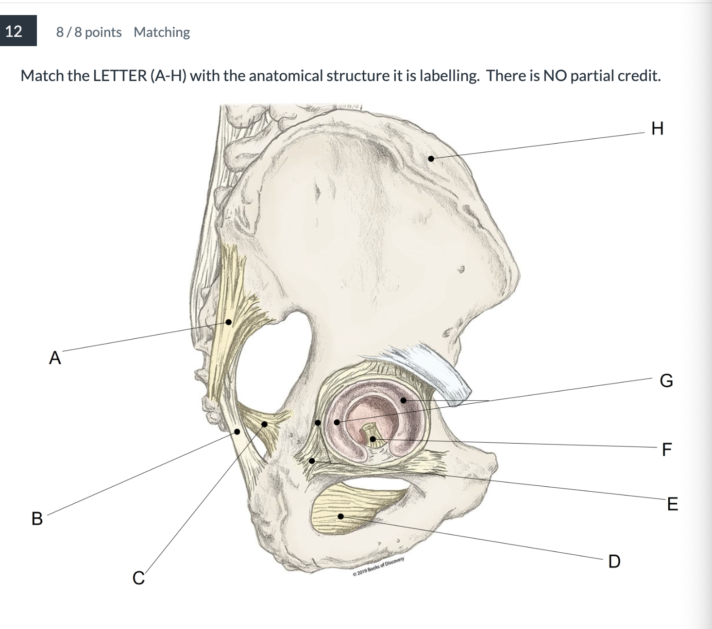 <p><span>Match the LETTER (A-H) with the anatomical structure it is labelling. &nbsp;There is NO partial credit.</span></p>