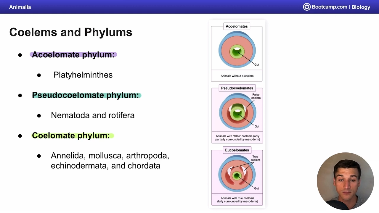 <p>Nematoda and Rotifera</p>