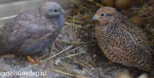 <p>welk type kip is dit</p>