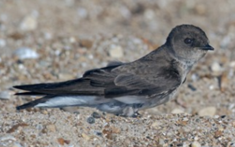 <p>Order: Passeriformes<br>Family: Hirundinidae</p>