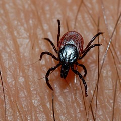 <p>hard bodied ticks</p><p>diagnostic characteristics: distinct head region; denticulate (piercing mouth), leathery outer cuticle</p>