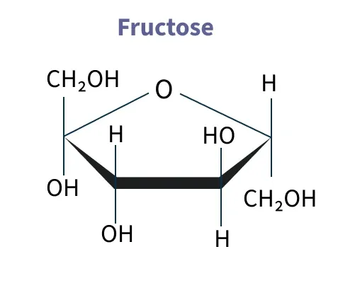 <p>What is fructose?</p>