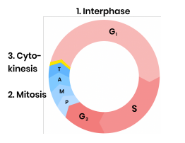 <p><strong>What is the second stage of the cell cycle?</strong></p>
