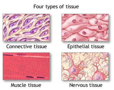 <p>What are the 4 types of animal tissue? </p>