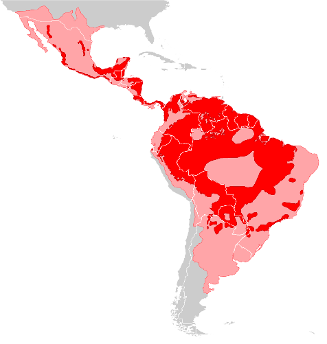 <p>Jaguar</p><p>very rare</p><p>similar size and ecology to cougars</p>