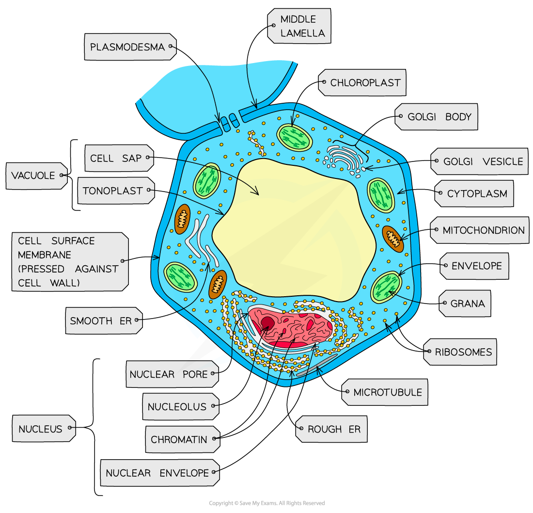 <p>How are the structure of typical plant and animal cells different?</p>