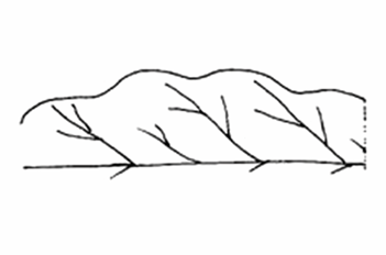 <p>A leaf margin that is strongly wavy in a horizontal plane.</p>