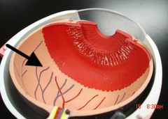 <p>the light-sensitive inner lining of the back of the eyeball; contains receptor cells (rods/cones) Allows you to see - it's the "brain" of the eye.</p>